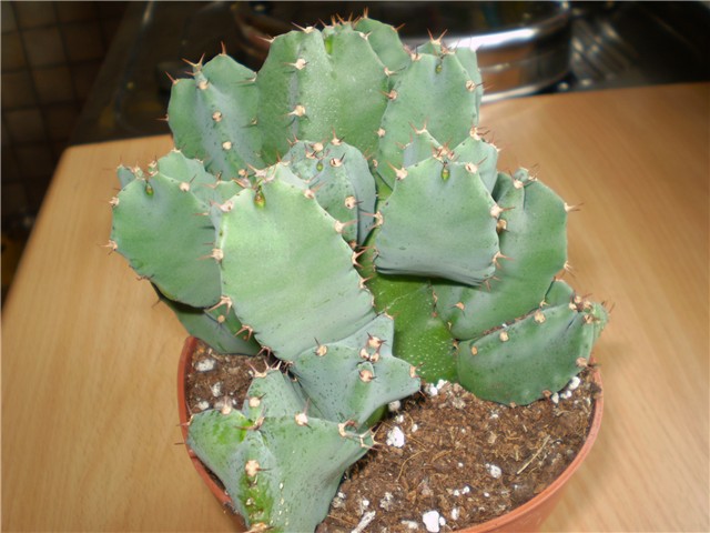 euphorbia